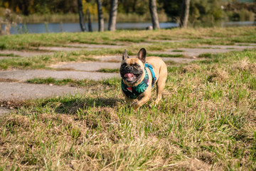 pies na spacerze © Tomasz