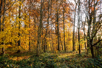 Fototapeta na wymiar autumn colors in the forest