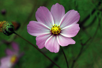 Obraz premium Beautiful purple Cosmos flower in the garden. Violet flowers pictures. Cosmos bipinnatus, commonly called the garden cosmos or Mexican aster.