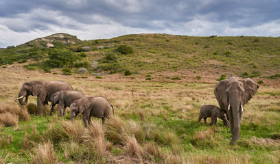 elephant family © Metin Özgür