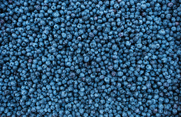 blueberry  texture background