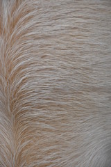 close up of white coypu fur