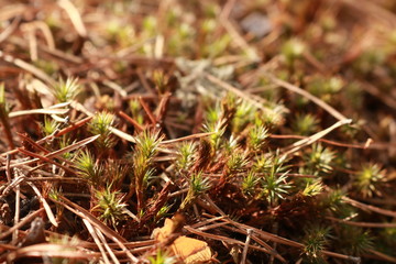 moss on tree