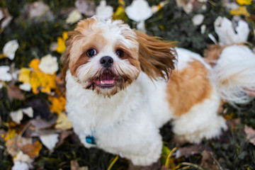 Cute Shitzu puppy in the park, autumn outdoors
