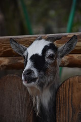 pied dwarf goat in feed stand
