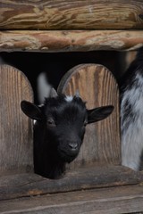 black dwarf goat fawn in feed stand