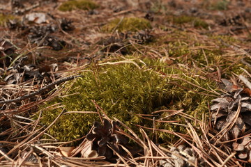 grass in the forest