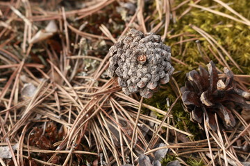 quail eggs in the grass