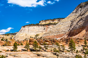 Fototapeta premium Landscape of Zion National Park along Pine Creek