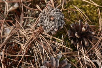 quail eggs in grass