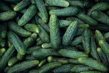 cucumber background