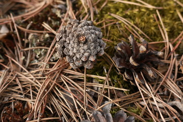 eggs in nest