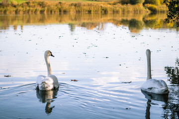 łabędzie nad stawem © Tomasz