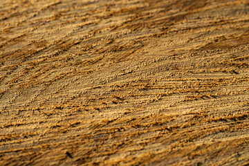 Wood texture. A cut of the deck. Fiber wood. Wood background. Oak