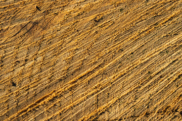 Wood texture. A cut of the deck. Fiber wood. Wood background. Oak