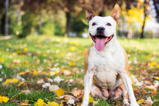 Portrait of a happy dog in the fall. Yellow bokeh background, autumn