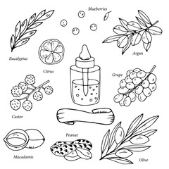 Outline natural products collection. Hand drawn vector organic oil set. Natural ingredients for health care, eco oil products.