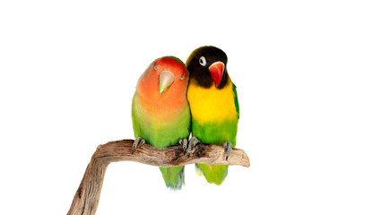 Plakat Lovebirds on a branch