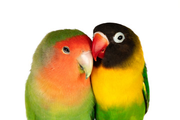 Fototapeta na wymiar Lovebirds on a branch