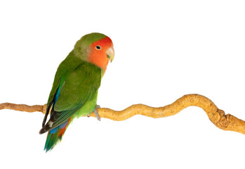 Beautiful lovebird on a branch