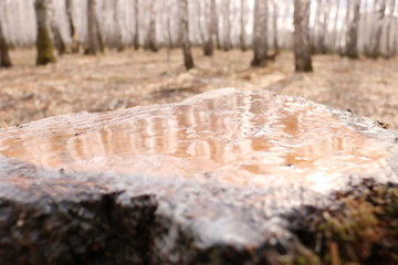 old faithful geyser in yellowstone national park