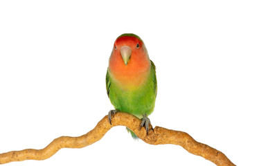 Fototapeta na wymiar Beautiful lovebird on a branch