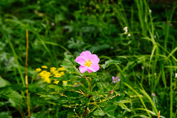 Fototapeta premium Pink rose flower in summer forest. Ingredient for herbal tea