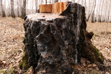 stump in forest