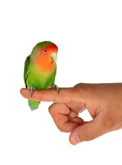 Male hand holdin a beautiful lovebird
