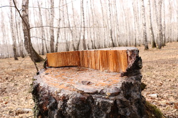 bench in the park