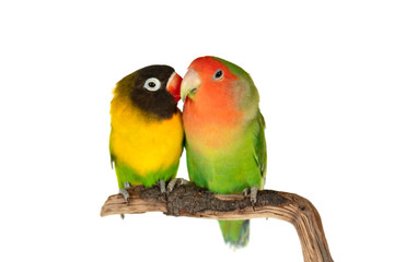 Obraz na płótnie Canvas Lovebirds on a branch