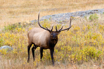 Elk Herd on a Beautiful Rocky Mountain Evening