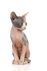 Sphinx cat