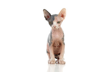 Sphinx cat