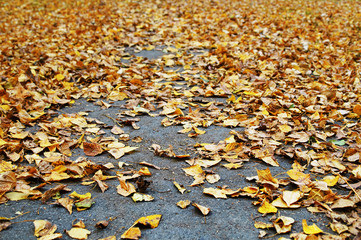 Old yellow leaves on the road in autumn afternoon. Bottom view.