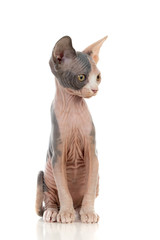 Sphinx cat