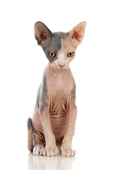 Sphinx cat