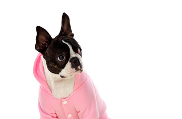 Boston terrier wearing a pink coat