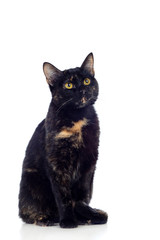 Fototapeta premium Beautiful black and brown cat