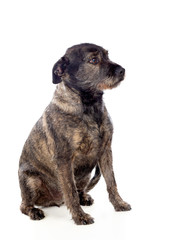 Brown dog