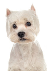 Beautiful white dog looking at camera