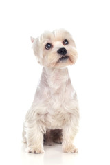 Beautiful white dog looking at camera