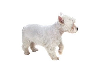 Beautiful white dog looking at camera