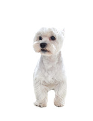 Beautiful white dog looking at camera