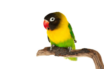 Beautiful lovebird on a branch