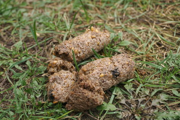  dog shit in the park grass close up    