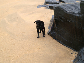 BLACK LABRADOR PUPPY