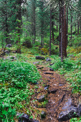 Forest trail with tree roots. Hiking in coniferous forest