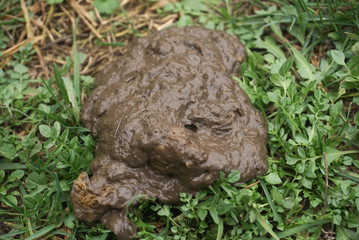  dog shit in the park grass close up      