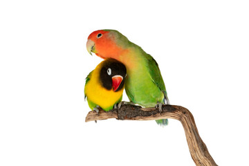 Fototapeta na wymiar Lovebirds on a branch